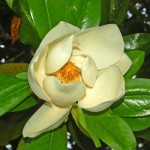 La magnolia grandiflora