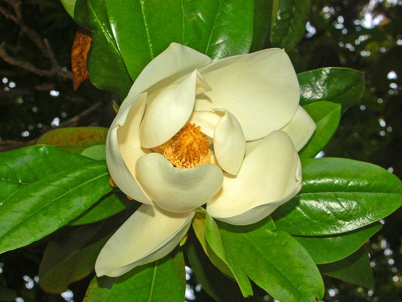 La magnolia grandiflora 3