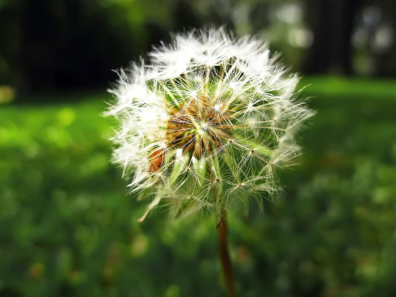 diente de león