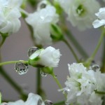 La Paniculata | Características, hábitat, propiedades 2