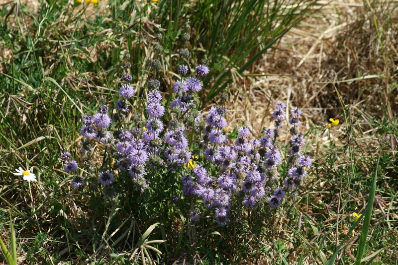 Menta poleo | Características | Propiedades curativas 3