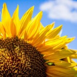 El girasol | Características, hábitat, productos