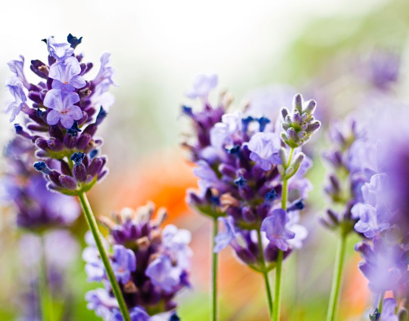 La lavanda | Características, cuidados, usos, propiedades