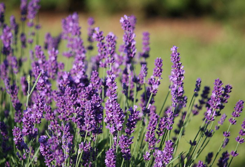 La lavanda | Características, cuidados, usos, propiedades