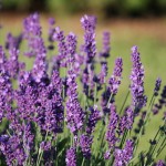 La lavanda | Características, cuidados, usos