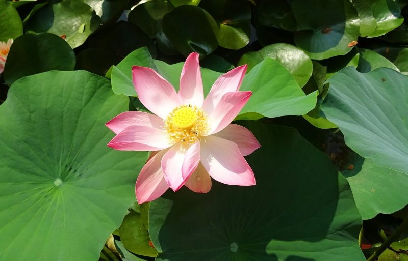 La flor de loto