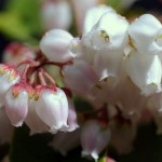 Pieris Japónica | Características, cuidados 2