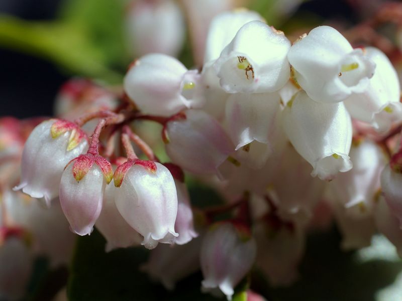 Pieris Japónica | Características, cuidados 2