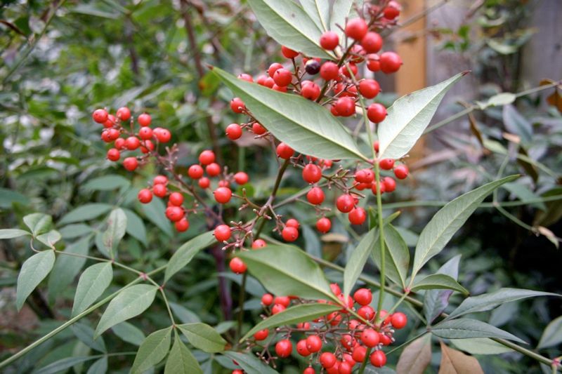 nandina 2 - Flores