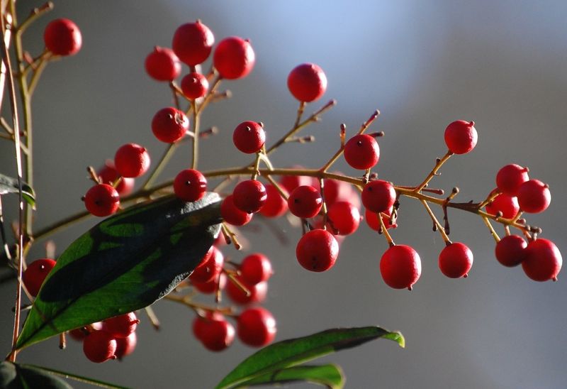 nandina