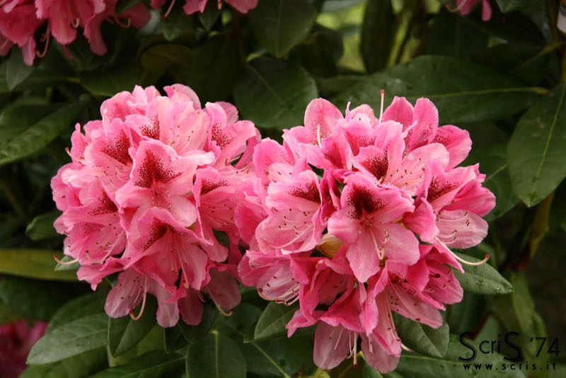 Rododendro3 (1)