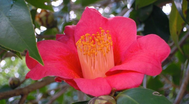 Camellia japonica, caracteristicas, cuidados, usos, aceite