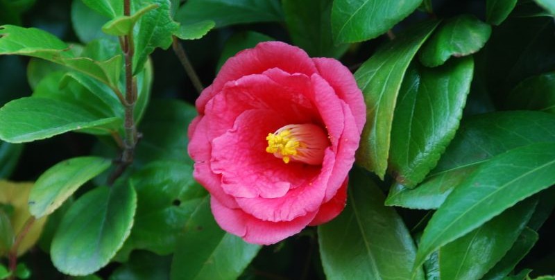 Camellia japónica, características, cuidados, usos, aceite
