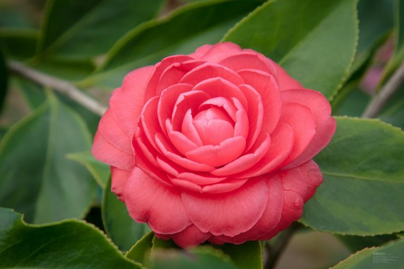 La camellia sasanqua, características, hábitat, usos