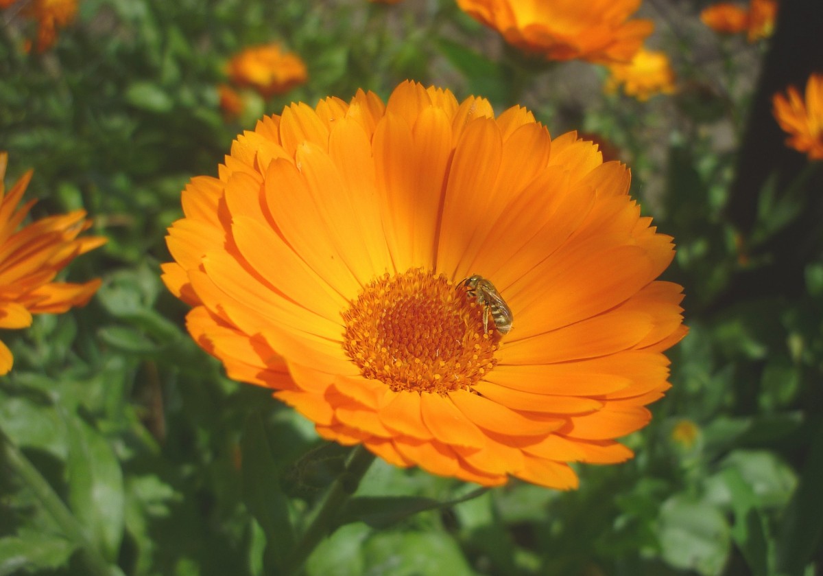 calendula, caracteristicas, cuidados, usos, medicinal - Flores