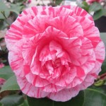 La camellia sasanqua