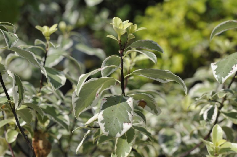 el Pittosporum tenuifolium, caracteristicas, cultivo, usos