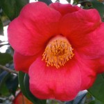 Camellia japónica