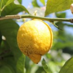 El limonero, características, cuidados, propiedades, hábitat