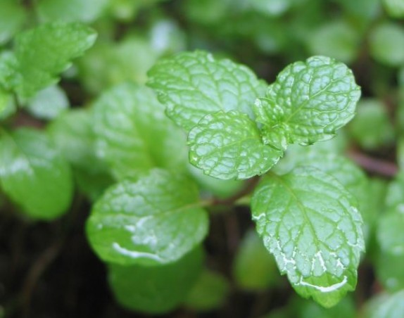La hierbabuena Características, cuidados, hábitat La hierbabuena Características, cuidados, hábitat