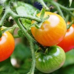 La tomatera, cuidados