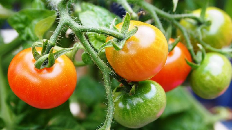 La tomatera, cuidados