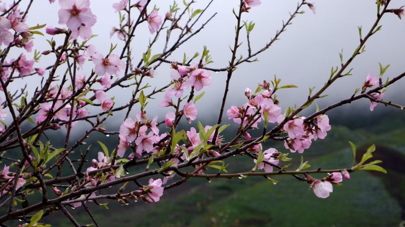 almendro, caracteristicas, flor, arbol, cuidados