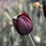 El tulipán