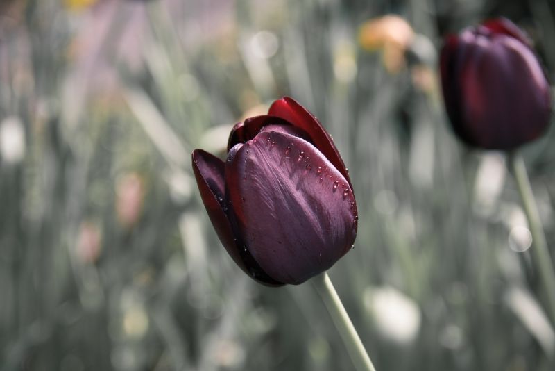 El tulipán