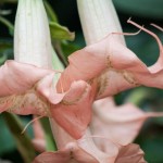 flor de floripondio