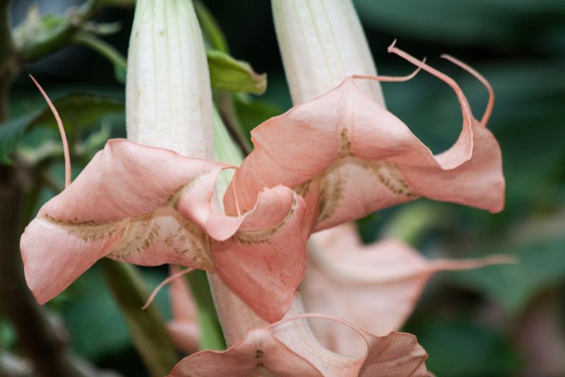 flor de floripondio