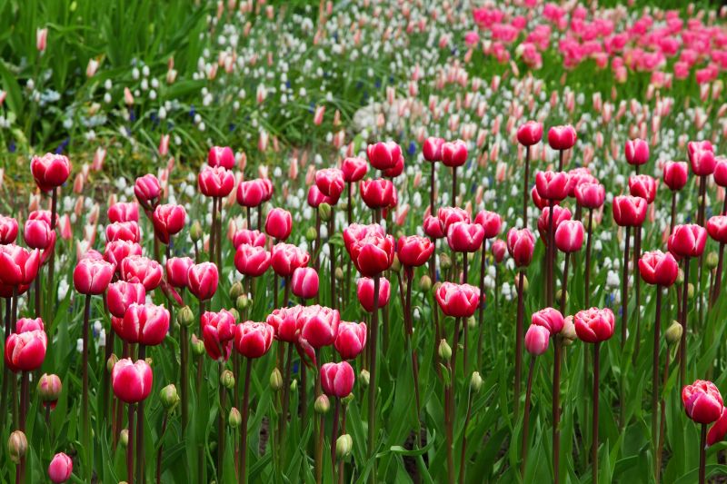 flor de tulipan