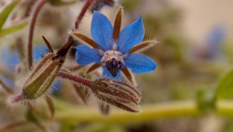 La borraja, planta medicinal