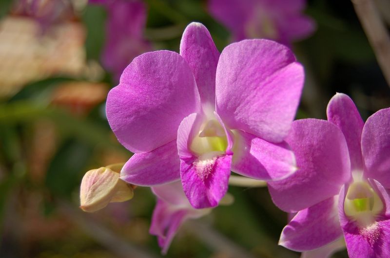 flor orquídea, cultivo, cuidados