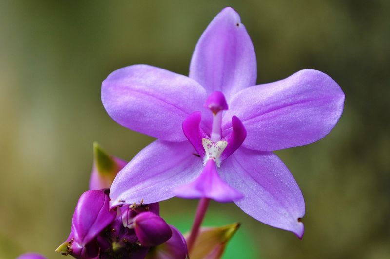 orquídea