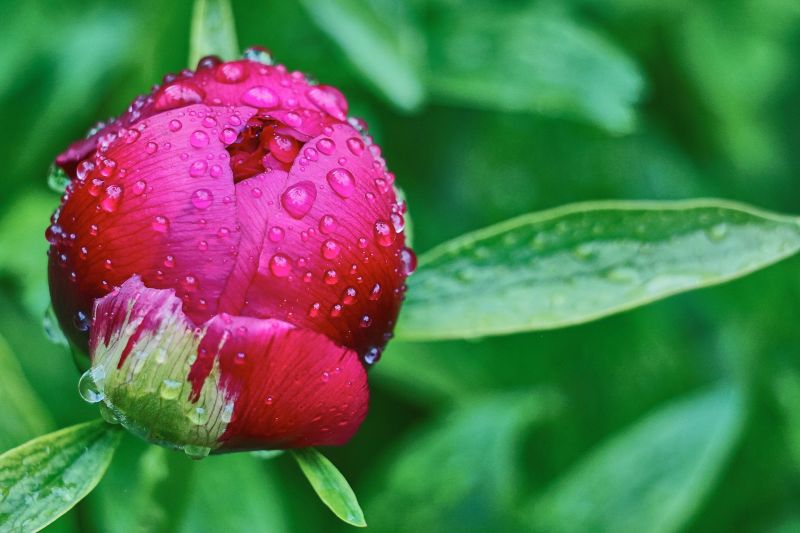 Peonias | Características, cultivo, flores