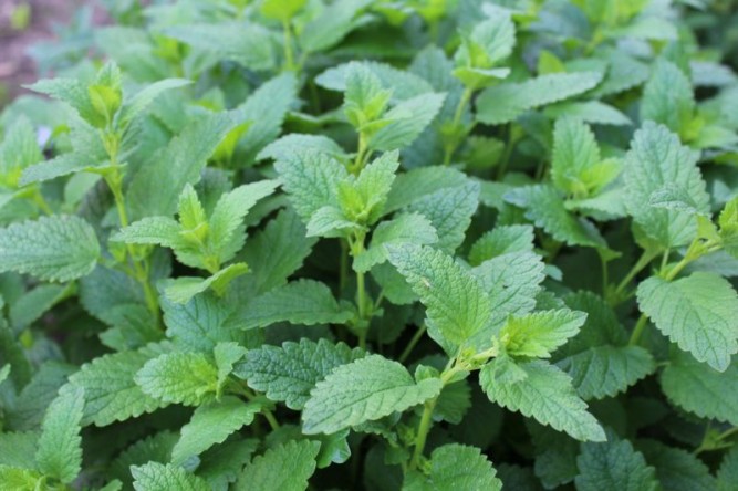 Toronjil: Beneficios, Propiedades y Usos de Esta Planta Medicinal