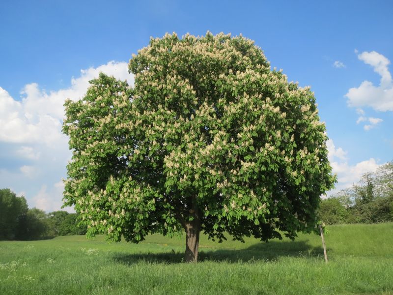 castaño de indias