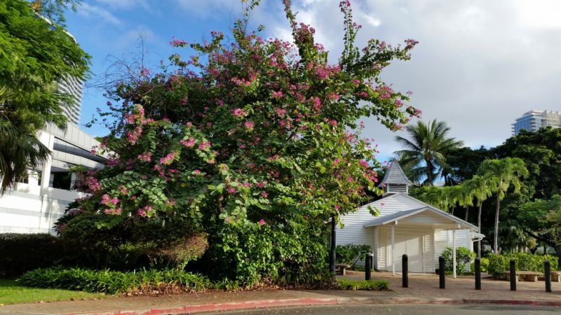 Pata De Vaca Caracteristicas Y Propiedades Planta Medicinal