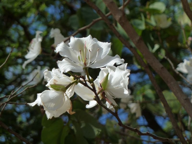 Pata de vaca | Características y propiedades | Planta medicinal