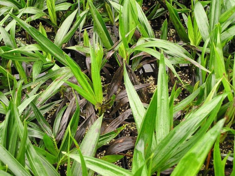 Sauce llorón Características, cuidados, hábitat, curiosidades