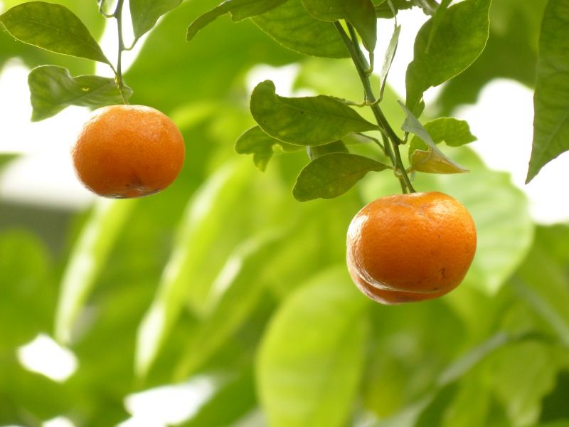 mandarino, características y cuidados