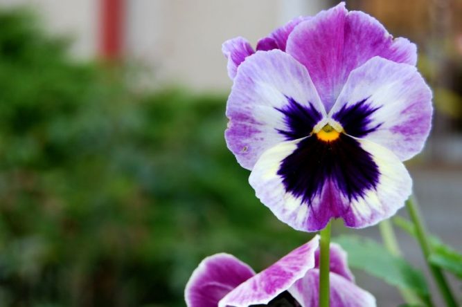gu-a-completa-para-cultivar-pensamientos-en-casa