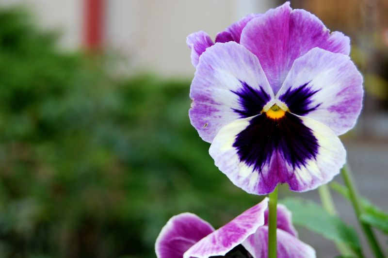 El pensamiento | Características, cuidados | Flor, planta