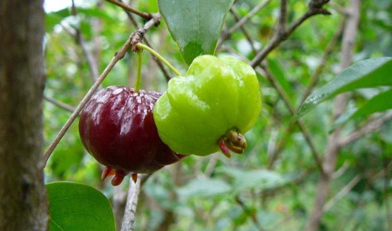 Eugenia uniflora