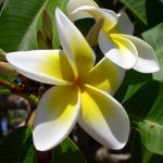Frangipani