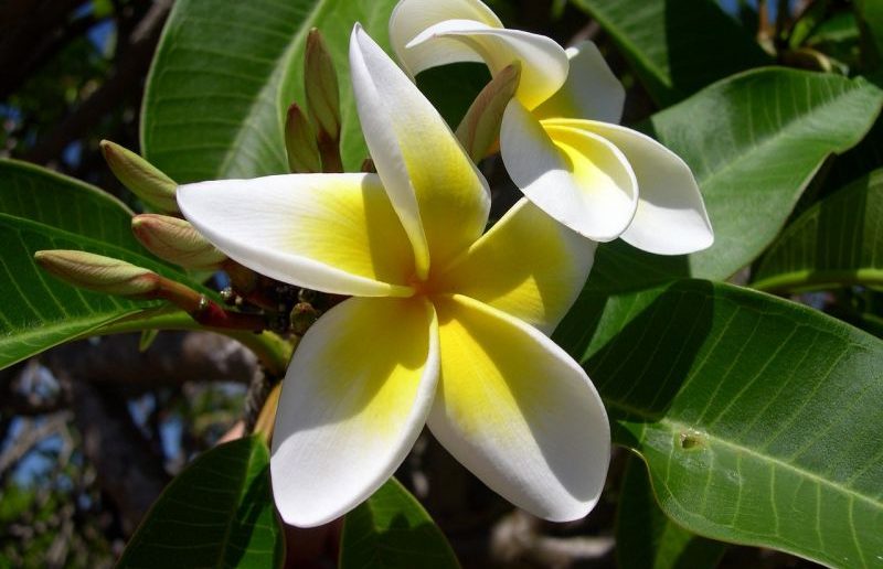 Frangipani