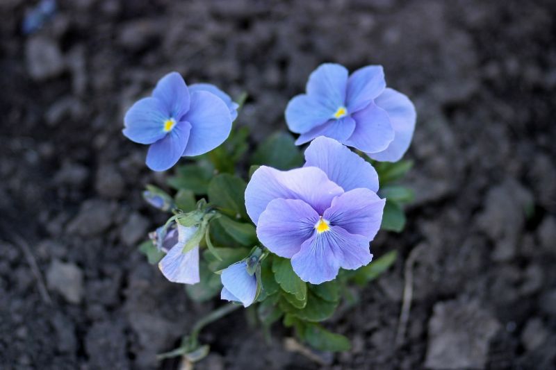 El pensamiento | Características, cuidados | Flor, planta