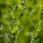 el tomillo, planta medicinal