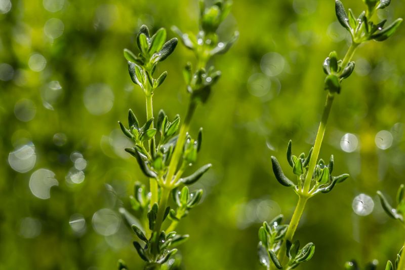 el tomillo, planta medicinal